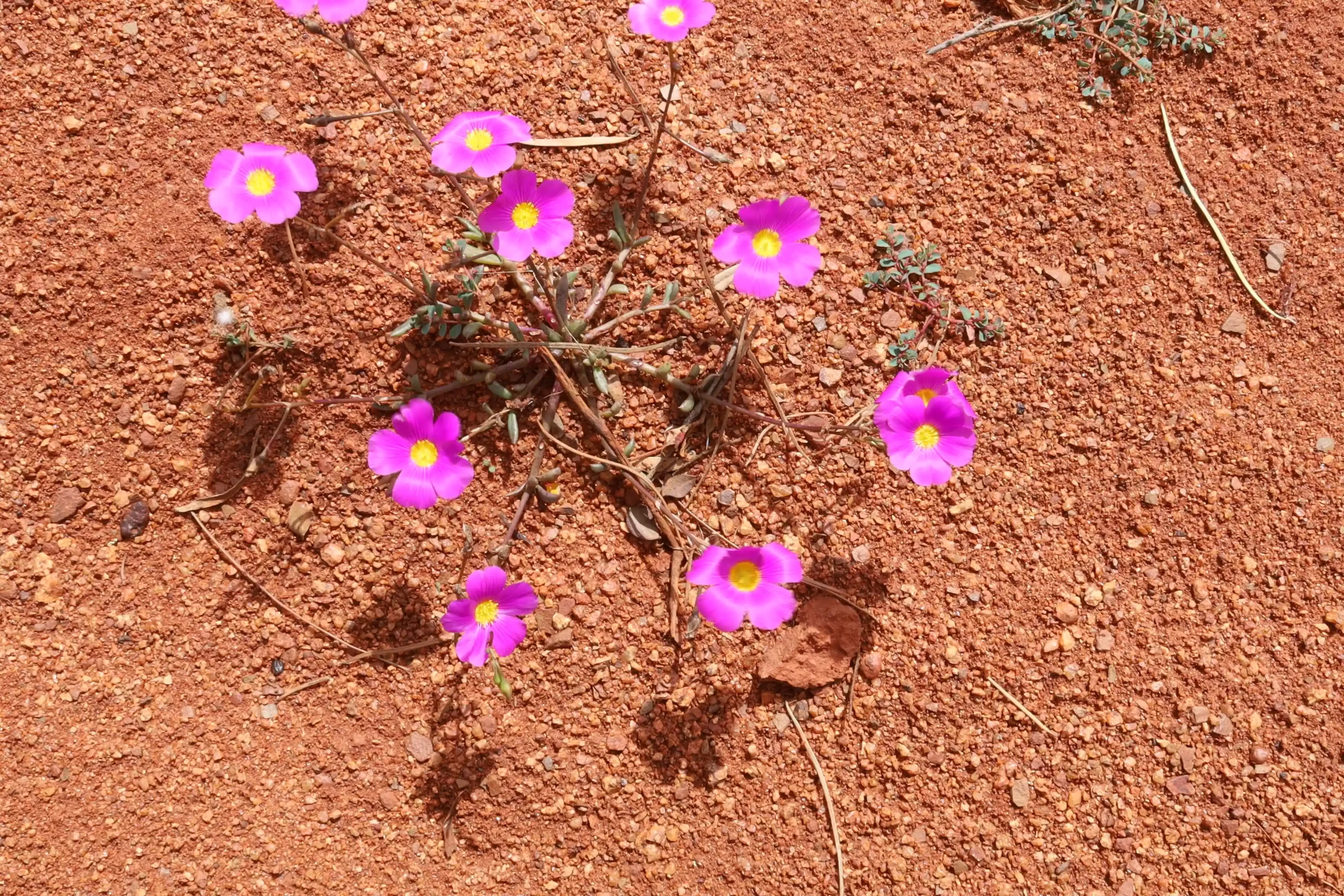 Calandrinia calyptrata or Pink Purslane is an annual plant endemic to Australia.