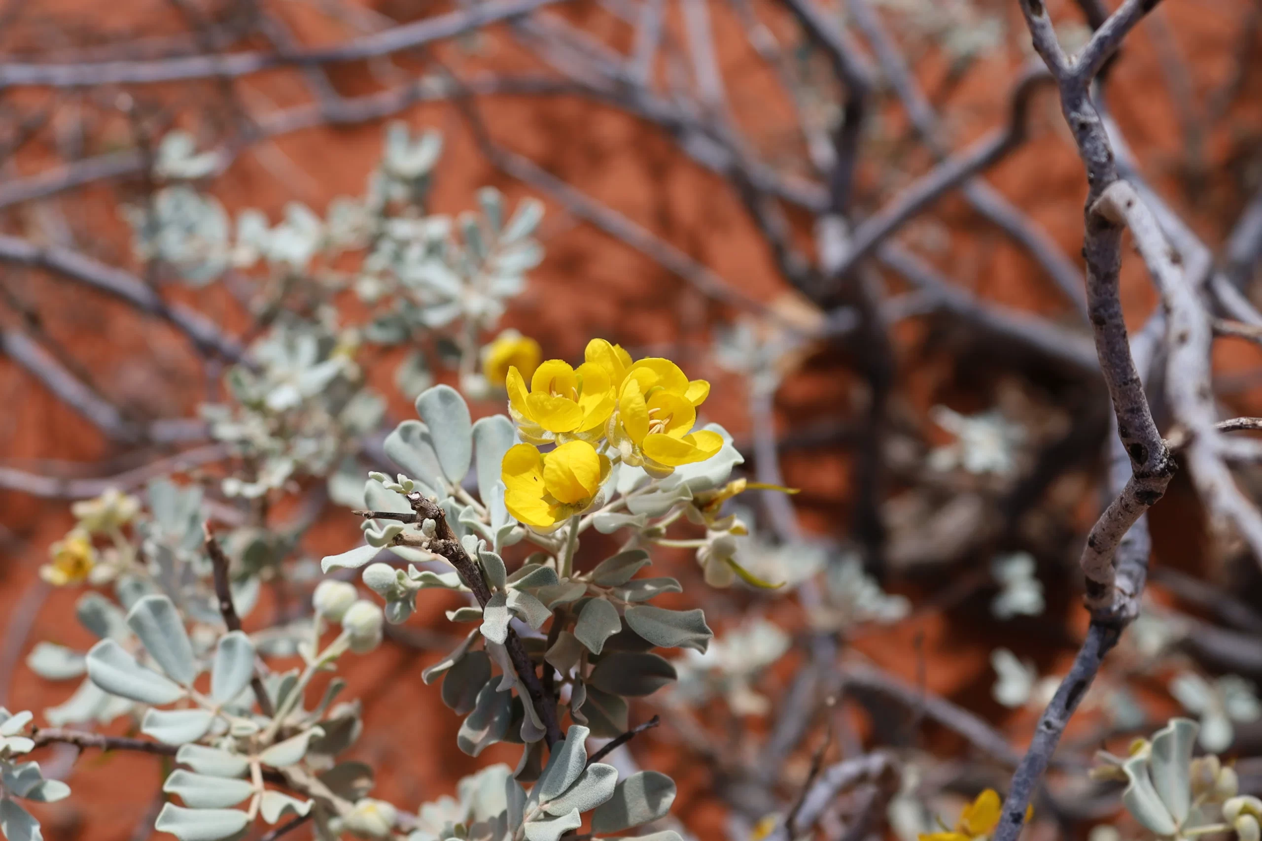 Senna artemisioides is a flowering plant that's endemic to Australia