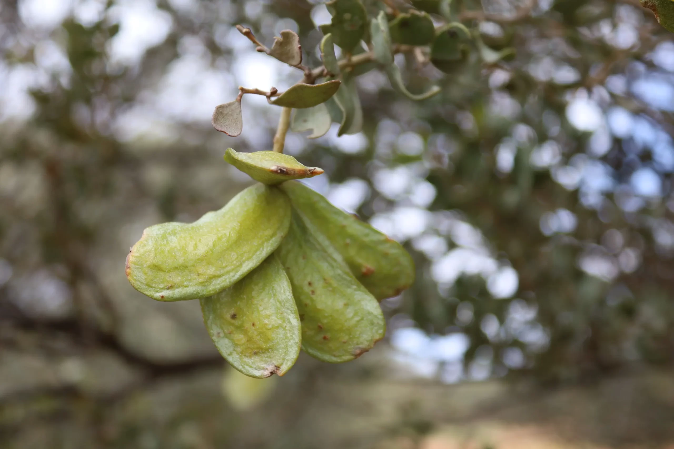 Securidaca longepedunculata is a medium sized semi-decidous shrub or small tree that grows up to 7.5 m high.