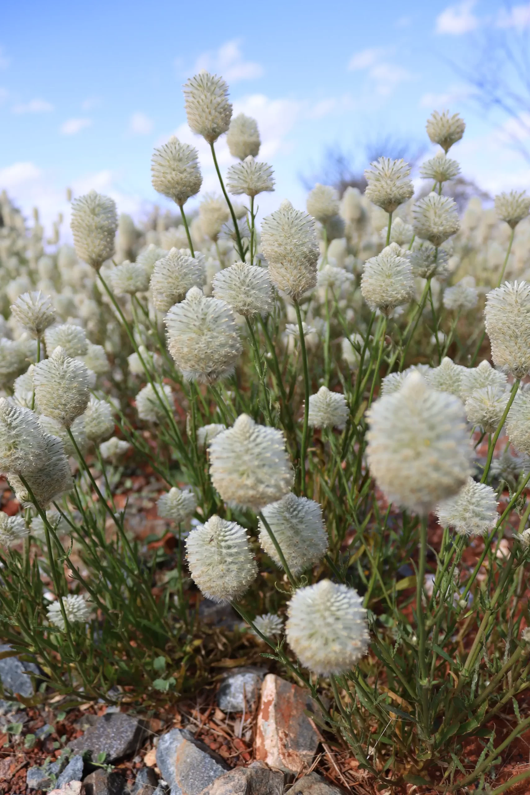 Ptilotus macrocephalus or featherheads is a perennial herb native to Australia.
