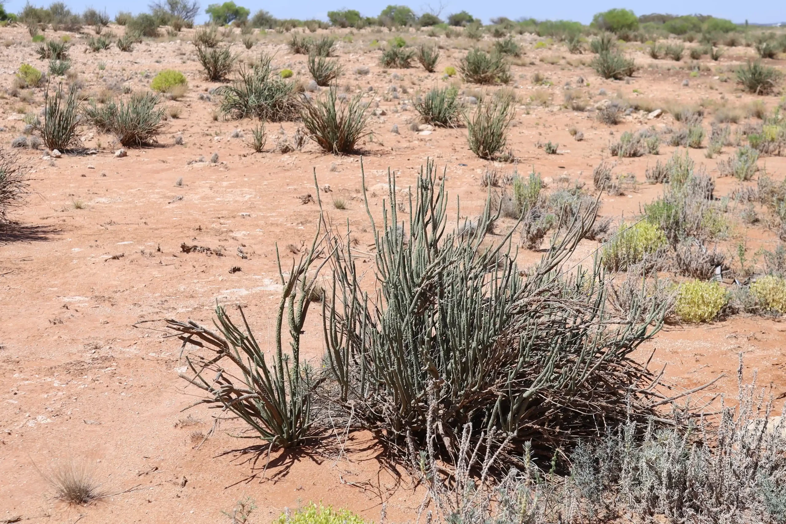 Dunna Dunna or Lawrencia helmsii is a cactus-like shrub found in saline environments, near Kalgoorlie, West Australia
