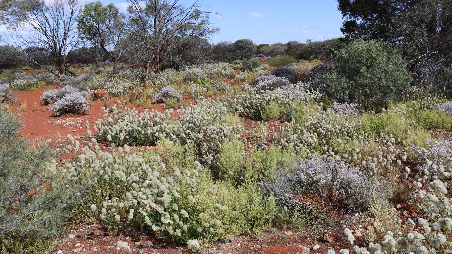 Flowering shrubs and bushes in the outback