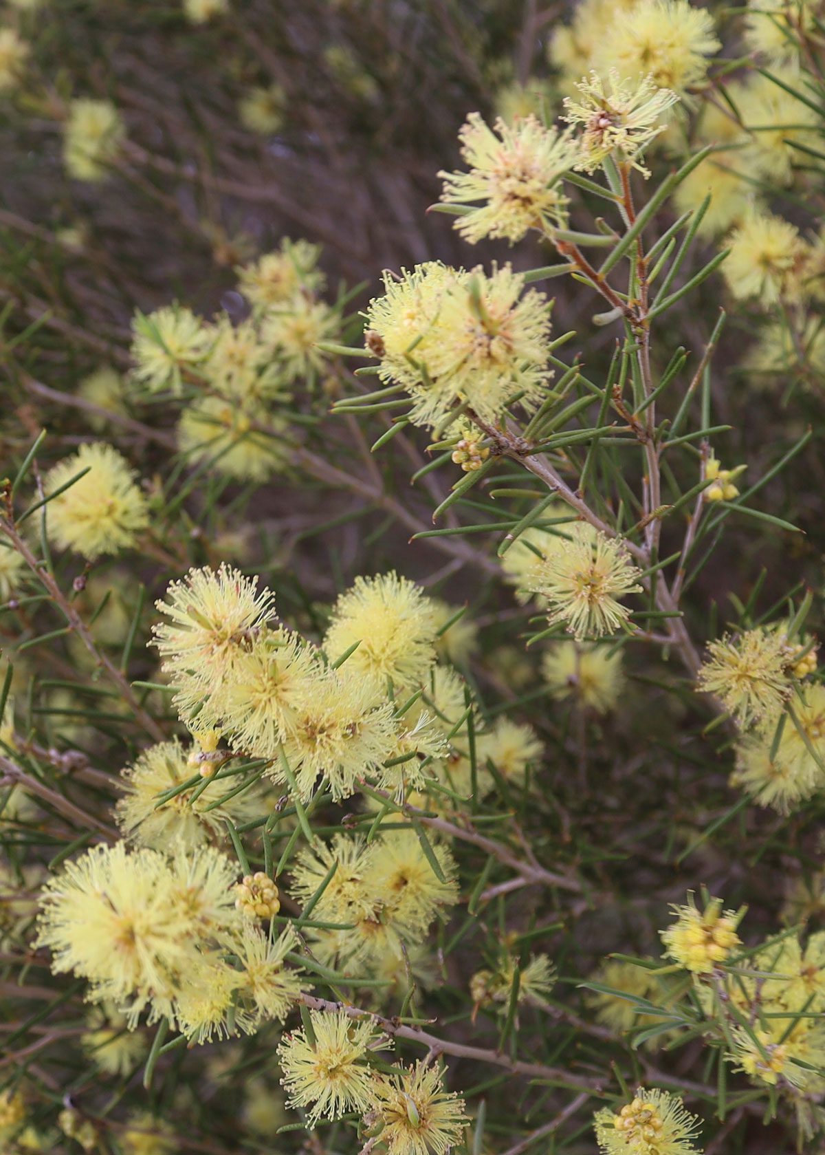 Melaleuca or honey myrtles are small shrubs or trees mostly found in Northern Australia.
